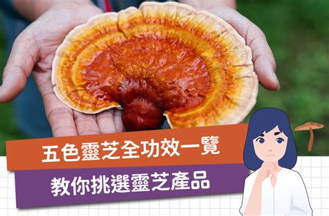 五色靈芝禁忌|五色靈芝功效一覽 認識服食五色靈芝禁忌 